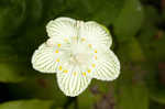 Kidneyleaf grass of Parnassus